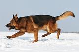 BERGER ALLEMAND 471